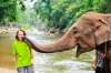 Meet the friendly Asian elephants