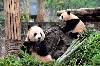 Pandas at Beijing Zoo