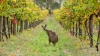 Sample South Australia's best wines