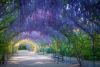 Adelaide's wisteria tunnel in the Botanical Gardens