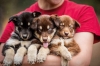 Visit a Musher's camp and see the sled dog puppies