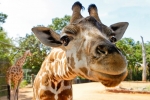 Meet a range of local and exotic animals at the famous Perth Zoo!