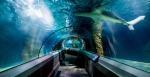 Visit the spectacular Sunshine Coast aquarium, SeaLife