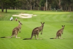 Kick back with 18-holes of golf at Kangaroo Valley Golf & Country Resort
