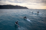 Kaikoura Dolphin Cruise & Swim