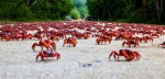 Experience the red crab migration in October and November