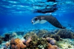 Naukacucu and Narara Islands are well known for its fantastic snorkelling