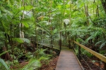 The Red Arrow tropical rainforest walk